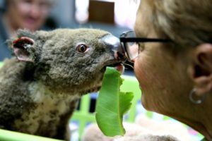 koala australianbushfires - Starship