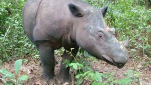 sumatran rhino