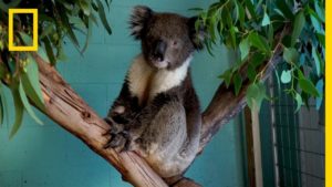 the future of koalas